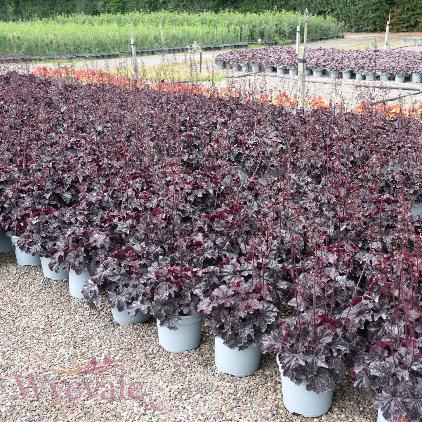 Heuchera (Coral Bells Obsidian) 'Obsidian'