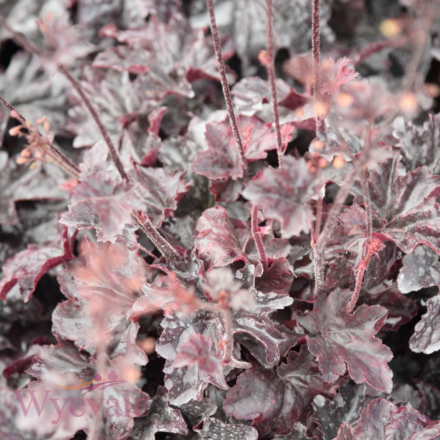 Heuchera (Coral Bells Obsidian) 'Obsidian'