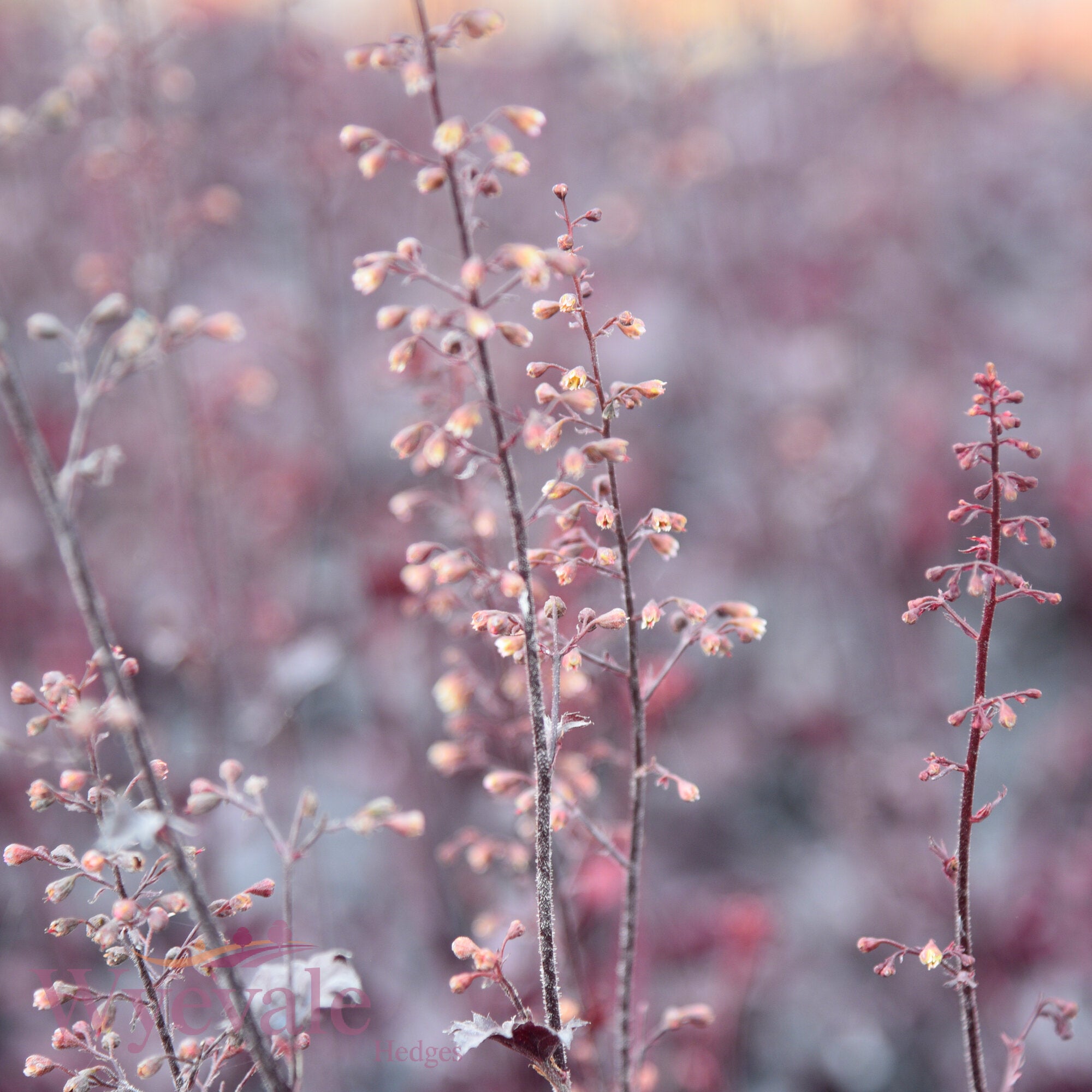Heuchera (Coral Bells Obsidian) 'Obsidian'