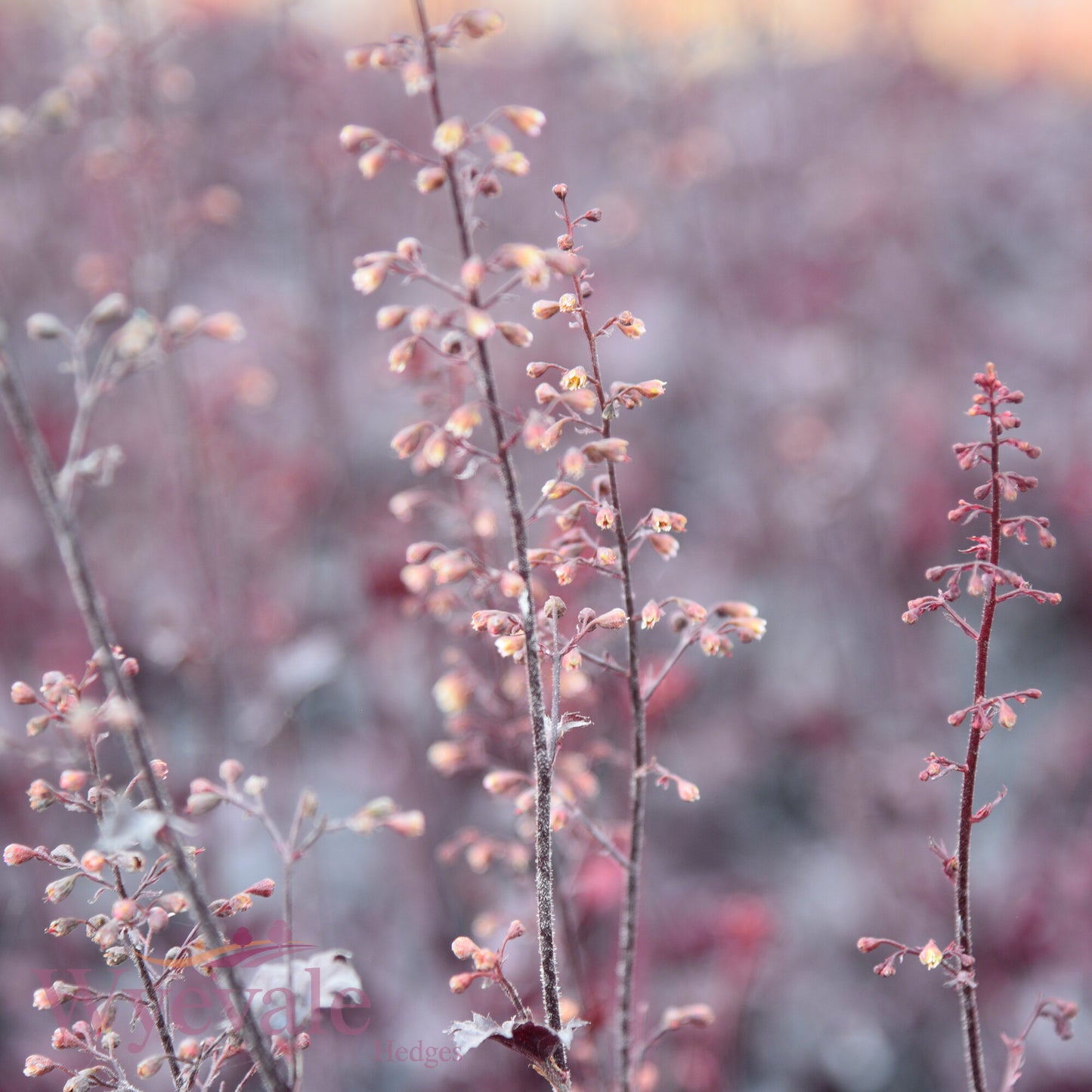 Heuchera (Coral Bells Obsidian) 'Obsidian'