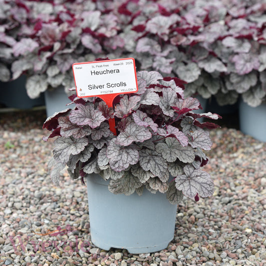 Heuchera (Coral Bells Silver Scrolls) 'Silver Scrolls'