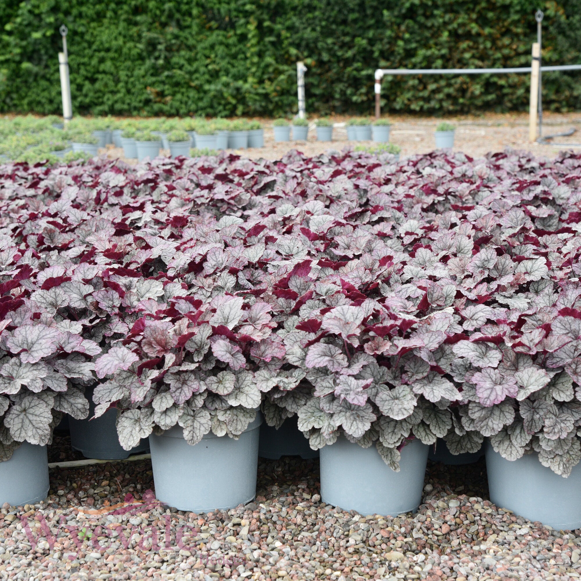 Heuchera (Coral Bells Silver Scrolls) 'Silver Scrolls'