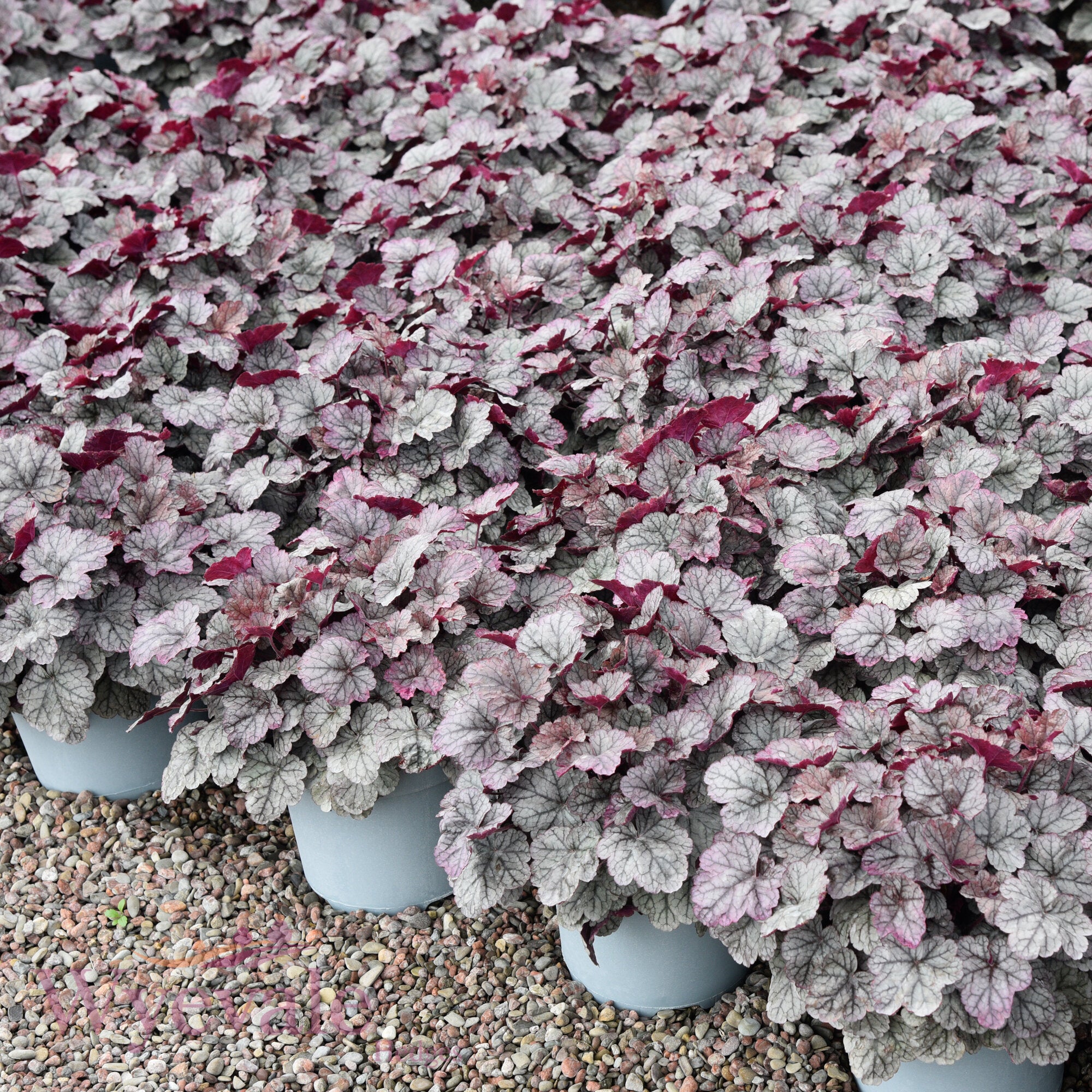 Heuchera (Coral Bells Silver Scrolls) 'Silver Scrolls'