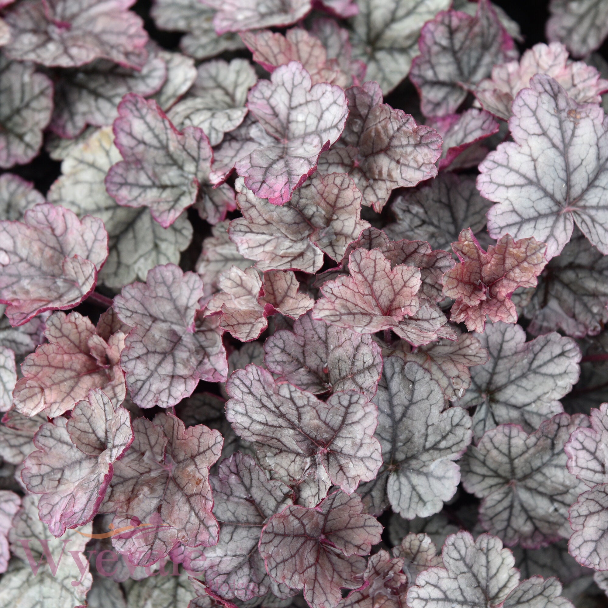 Heuchera (Coral Bells Silver Scrolls) 'Silver Scrolls'