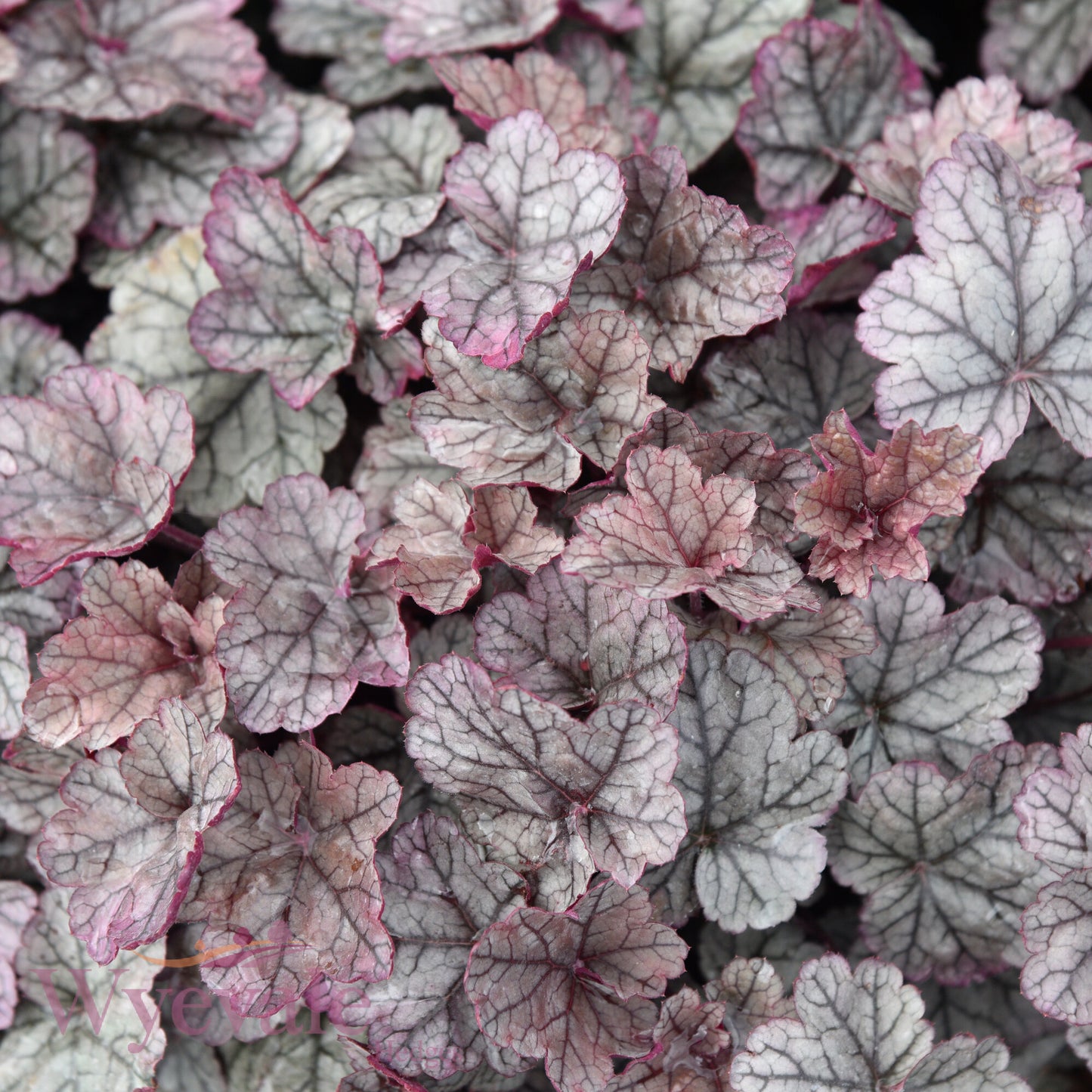 Heuchera (Coral Bells Silver Scrolls) 'Silver Scrolls'