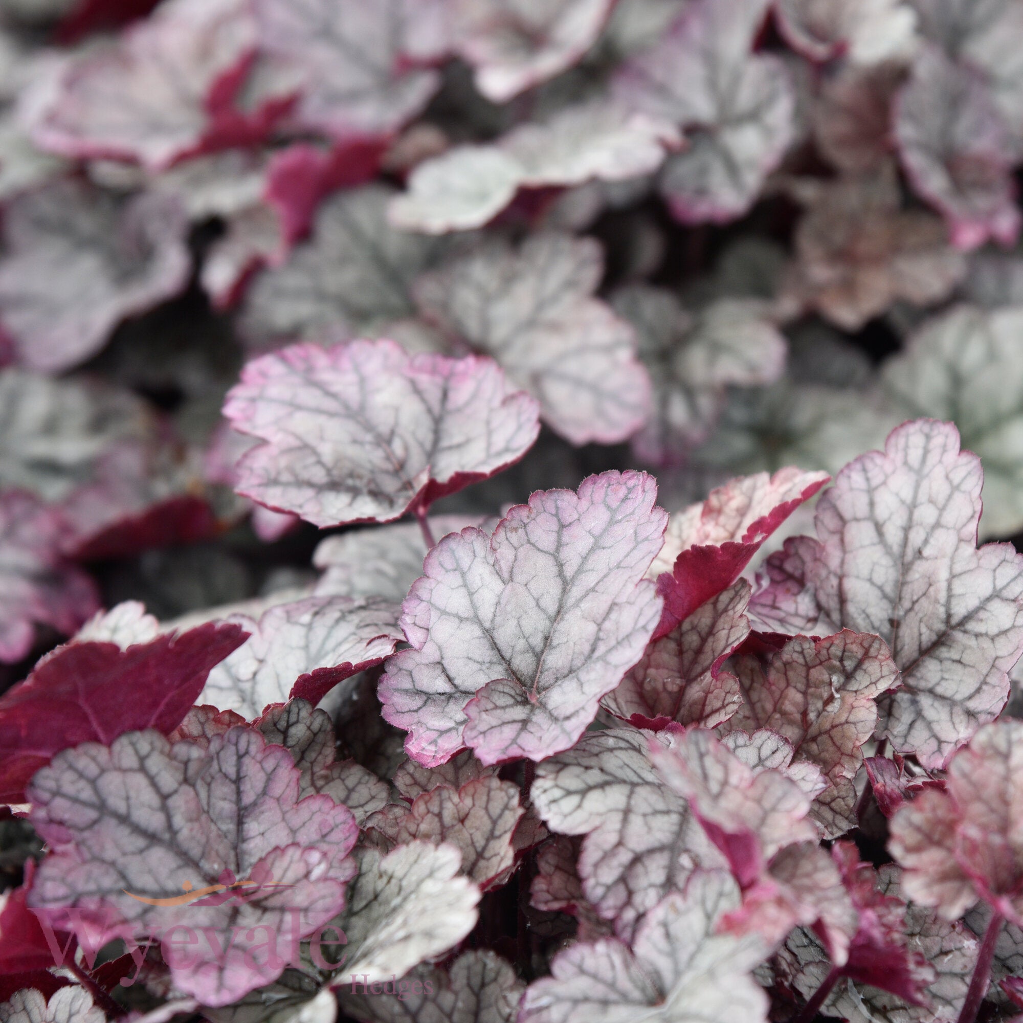 Heuchera (Coral Bells Silver Scrolls) 'Silver Scrolls'