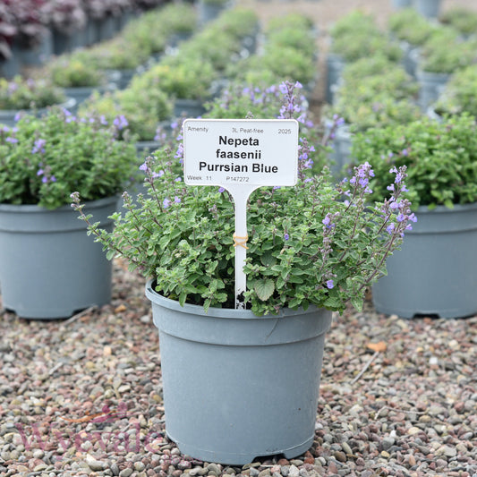 Nepeta faasenii (Catmint) 'Purrsian Blue'