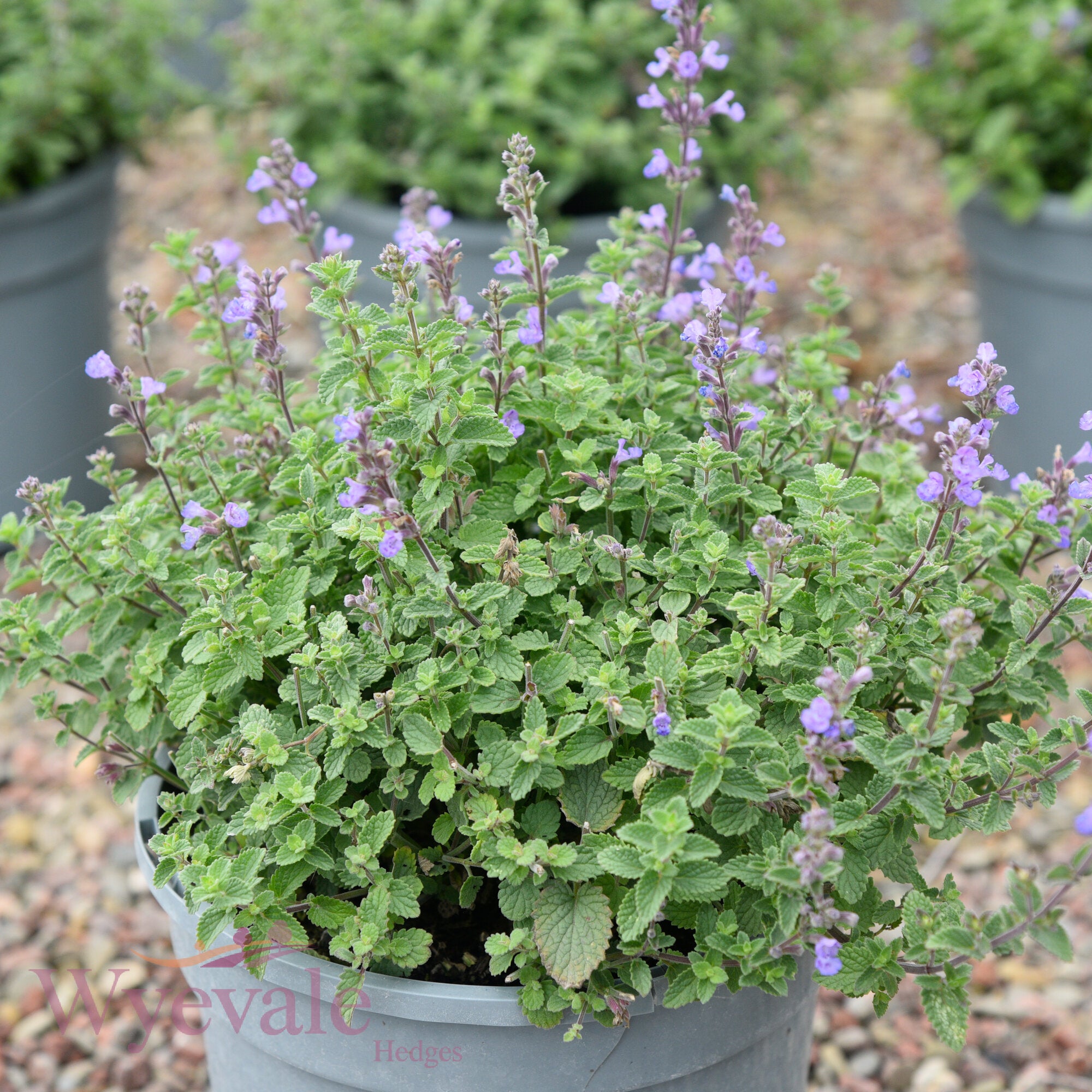 Nepeta faasenii (Catmint) 'Purrsian Blue'