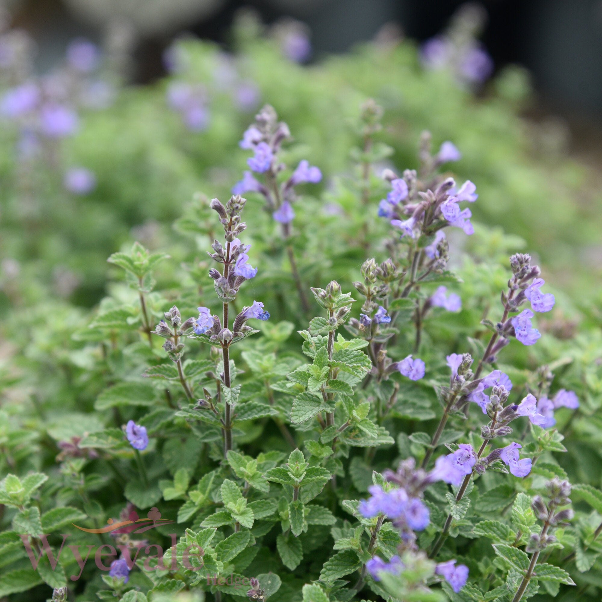 Nepeta faasenii (Catmint) 'Purrsian Blue'