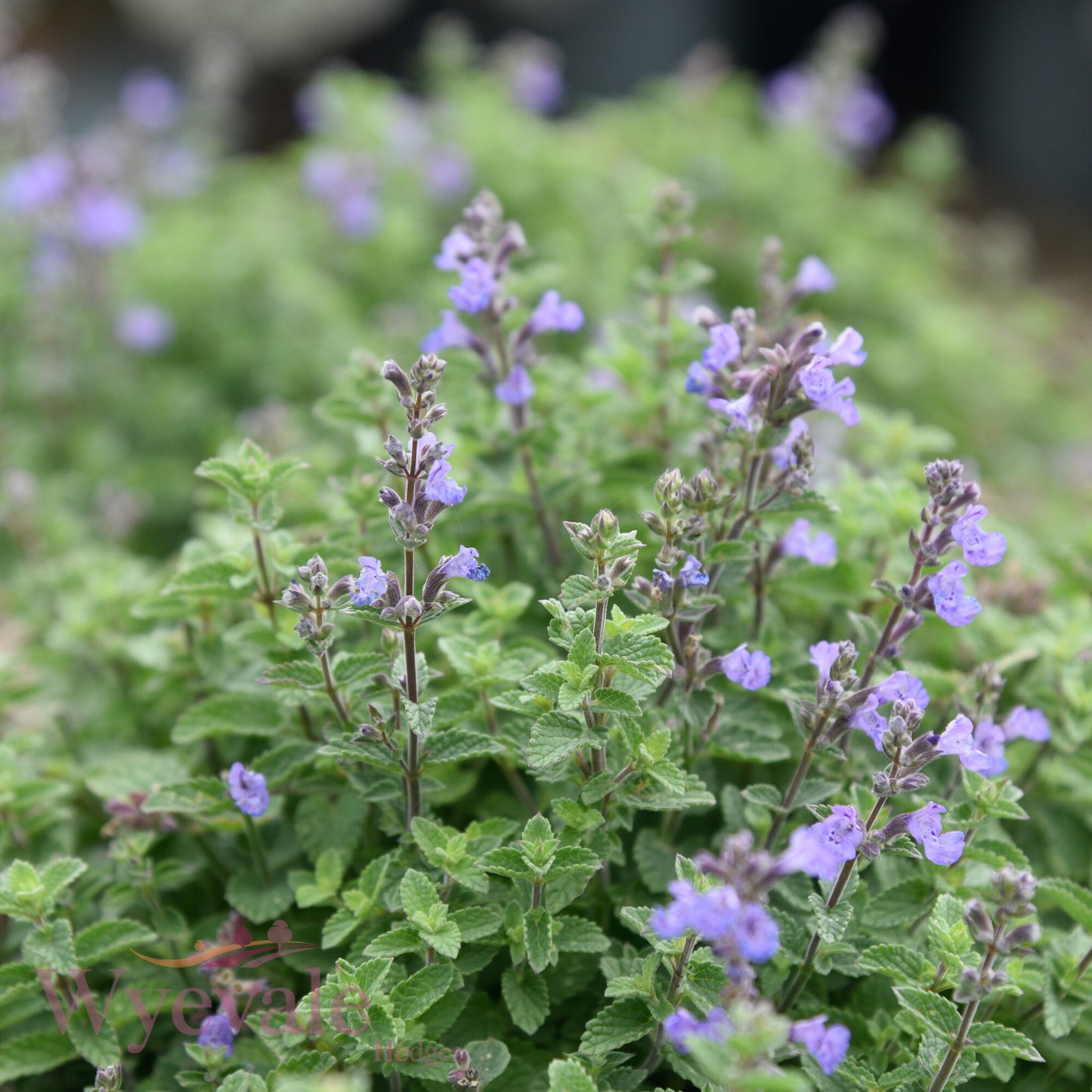 Nepeta faasenii (Catmint) 'Purrsian Blue'