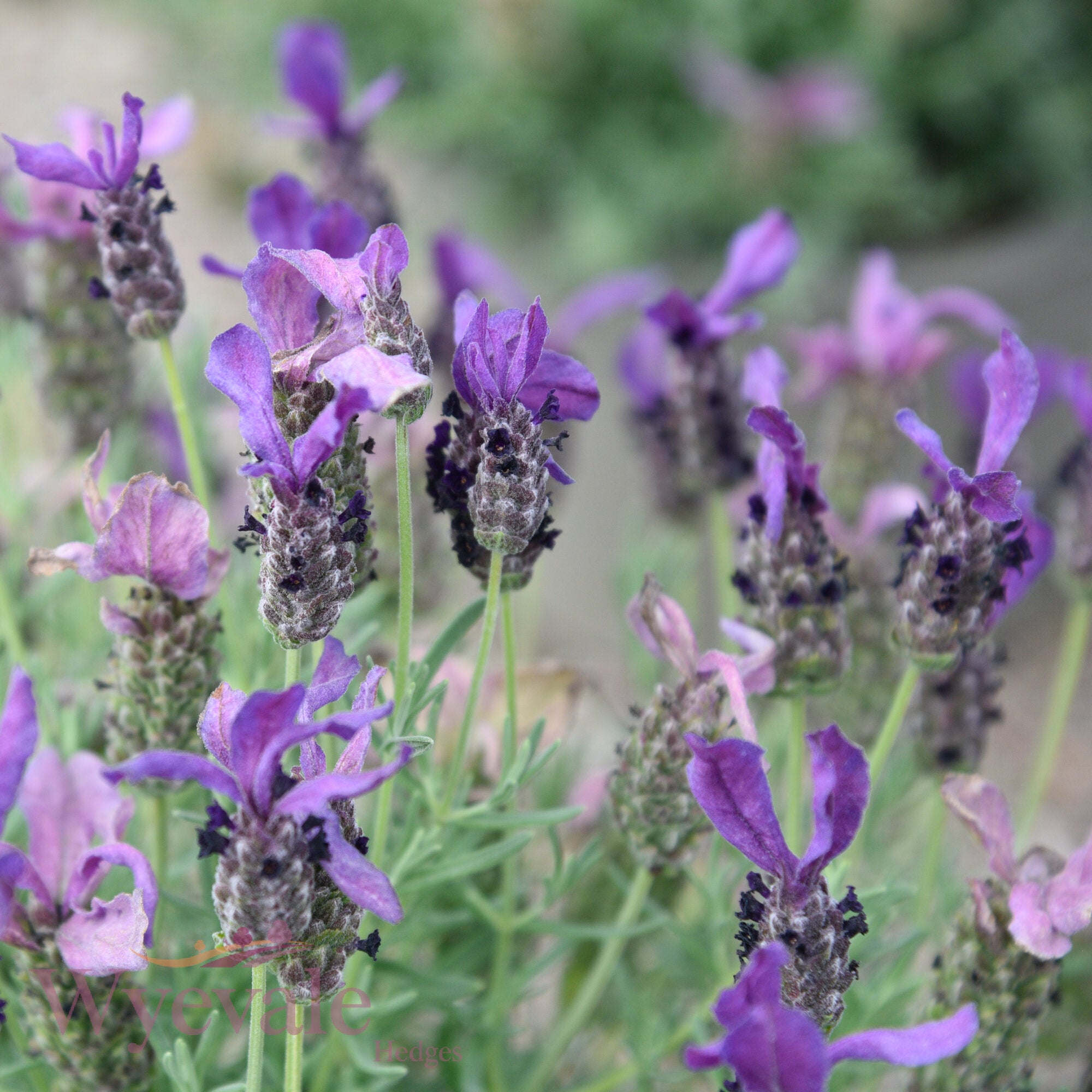 Lavandula stoechas (French Lavender)