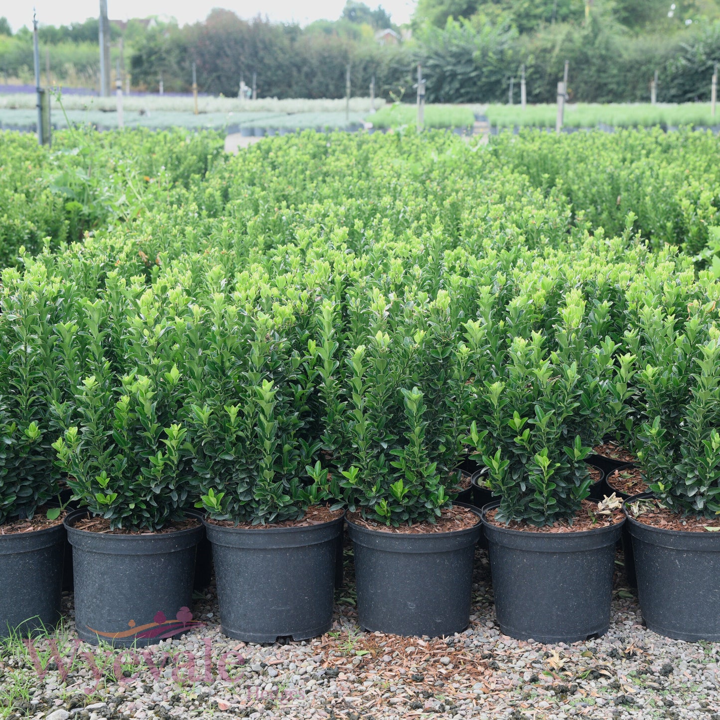 Euonymus japonicus (Japanese Spindle) 'Jean Hugues'