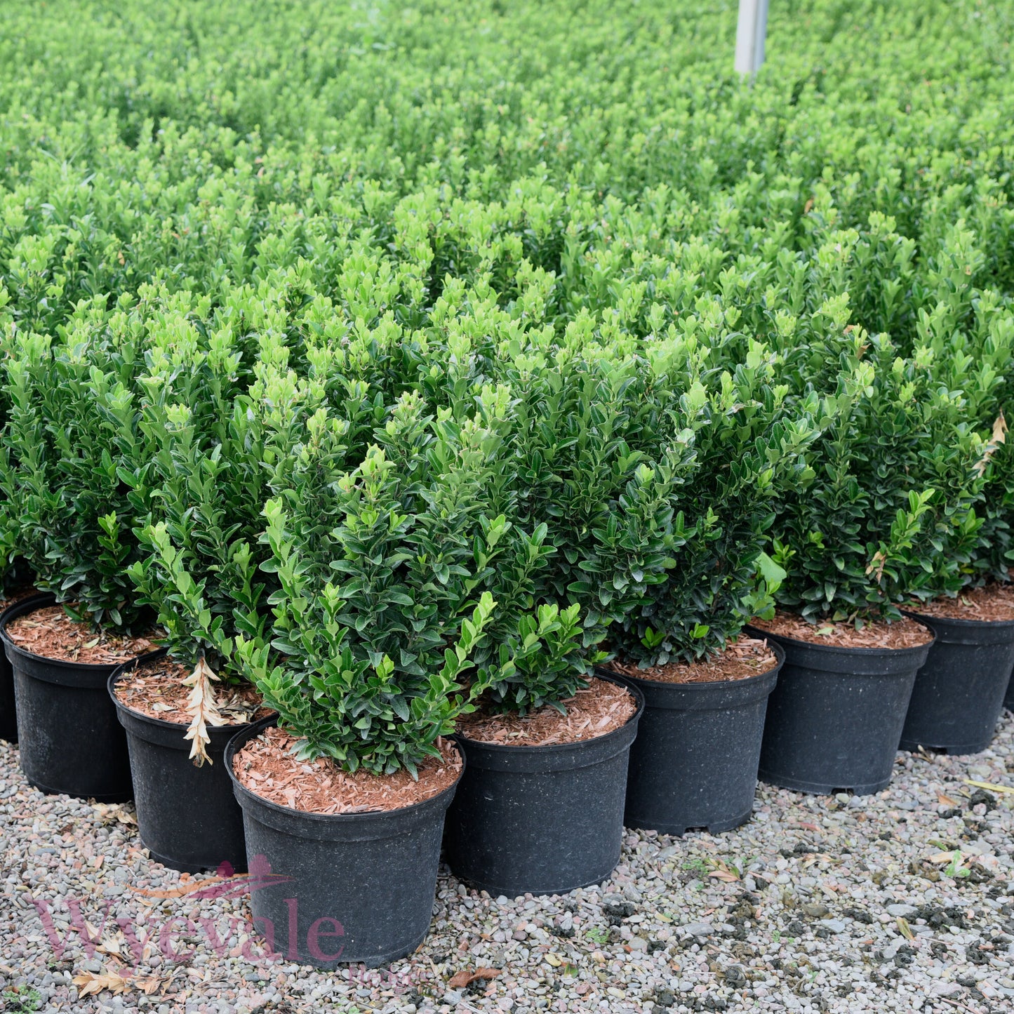 Euonymus japonicus (Japanese Spindle) 'Jean Hugues'