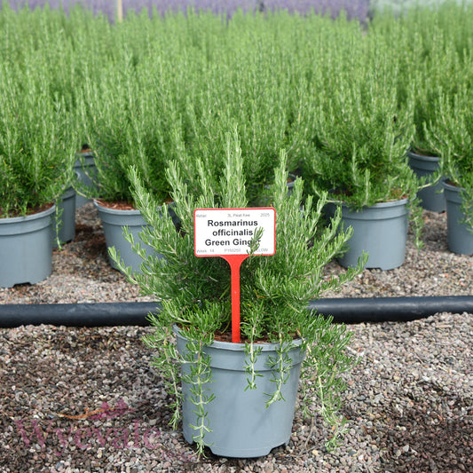 Rosmarinus officinalis (Rosemary) 'Green Ginger'
