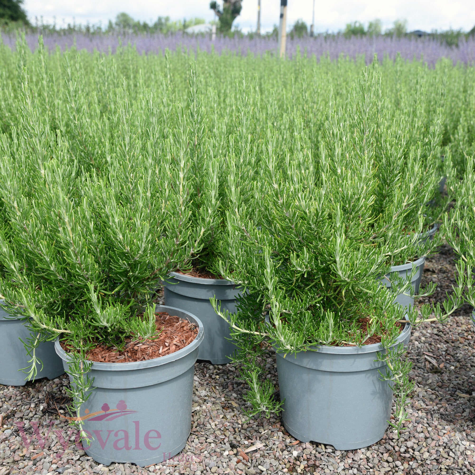 Rosmarinus officinalis (Rosemary) 'Green Ginger'