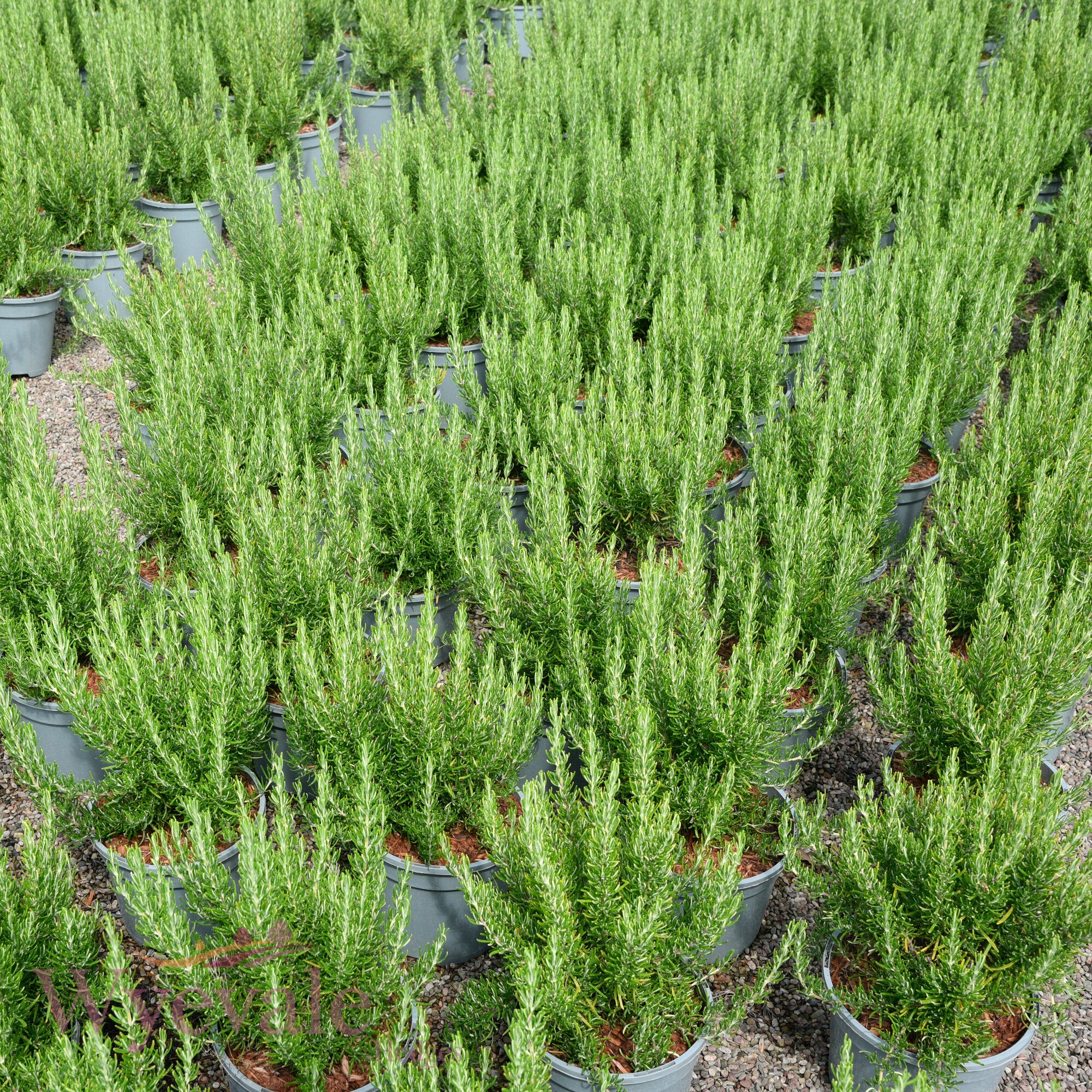 Rosmarinus officinalis (Rosemary) 'Green Ginger'