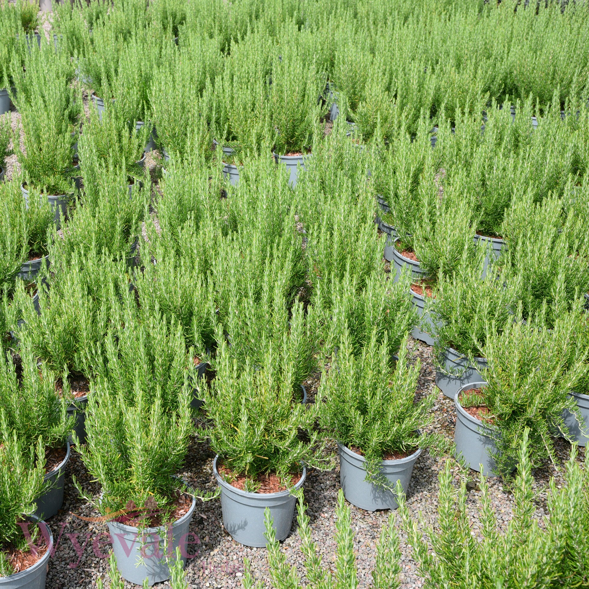 Rosmarinus officinalis (Rosemary) 'Green Ginger'