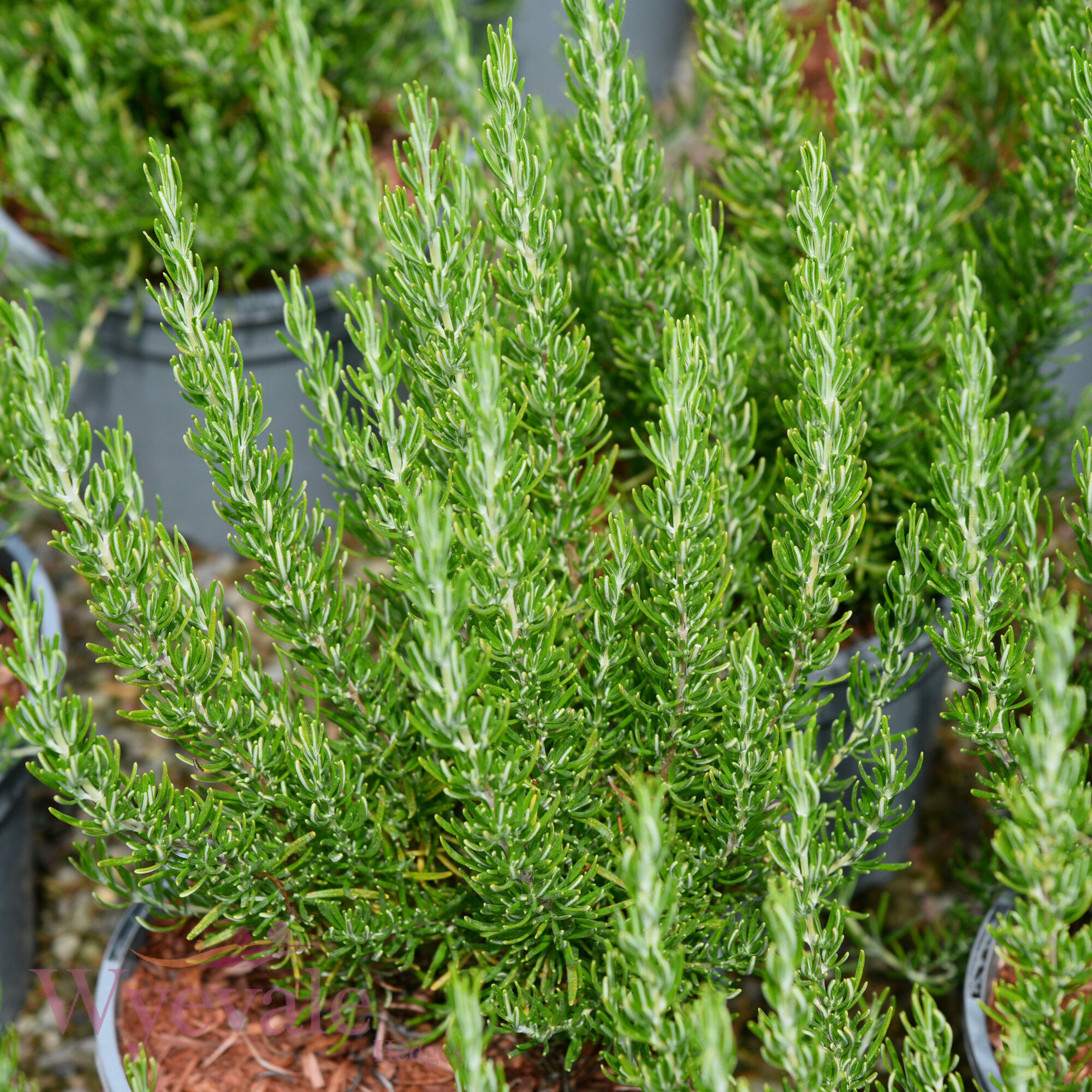 Rosmarinus officinalis (Rosemary) 'Green Ginger'