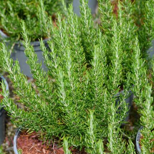 Rosmarinus officinalis (Rosemary) 'Green Ginger'