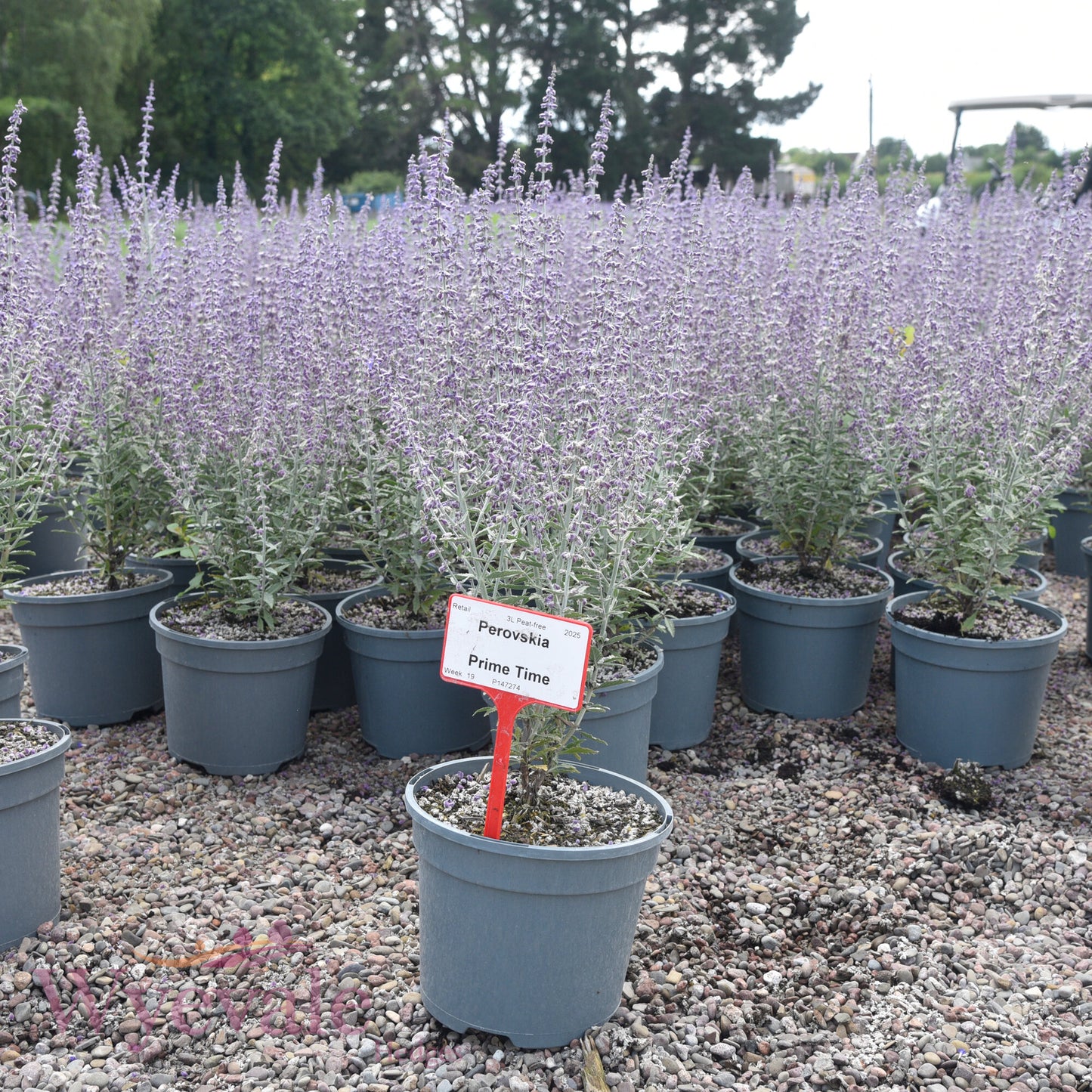 Perovskia (Russian sage) 'Blue Spire'