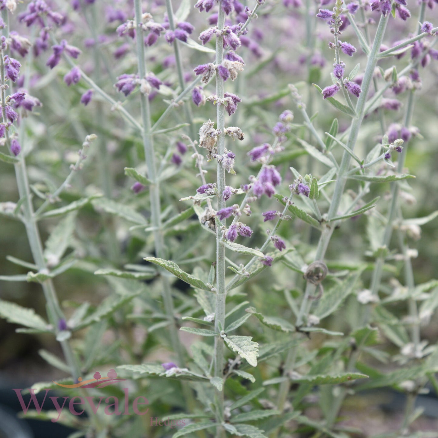 Perovskia (Russian sage) 'Blue Spire'
