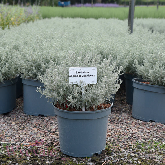 Santolina chamaecyparissus (Cotton lavender)