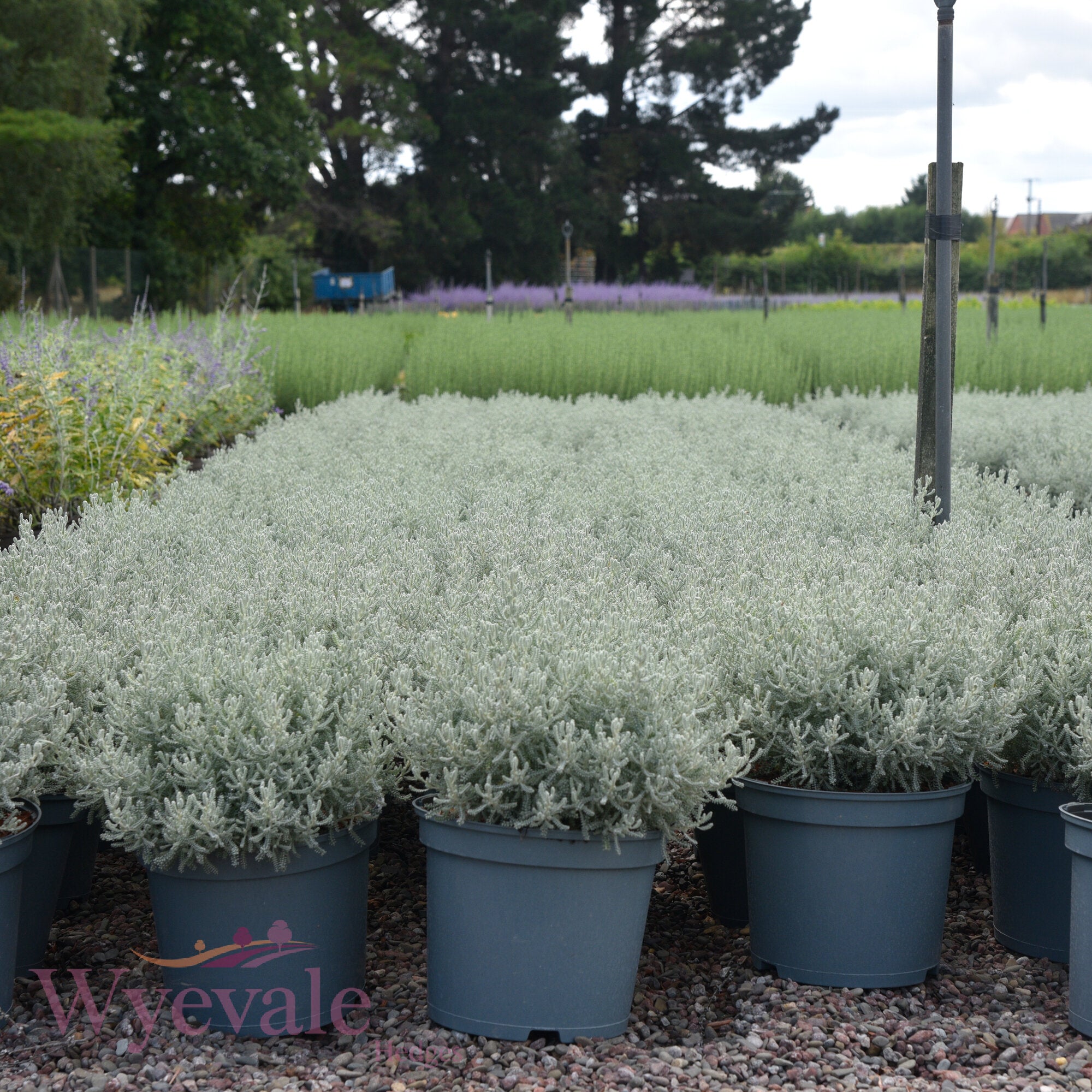 Santolina chamaecyparissus (Cotton lavender)