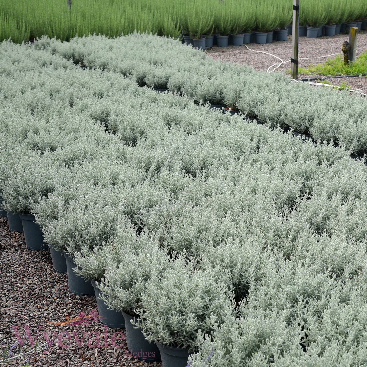 Santolina chamaecyparissus (Cotton lavender)