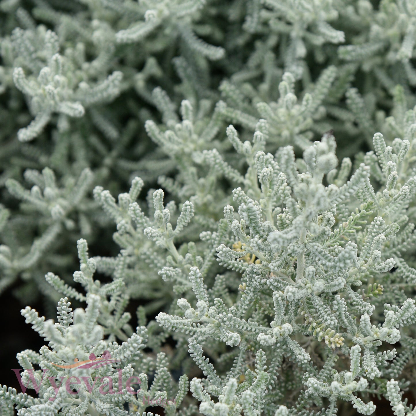 Santolina chamaecyparissus (Cotton lavender)