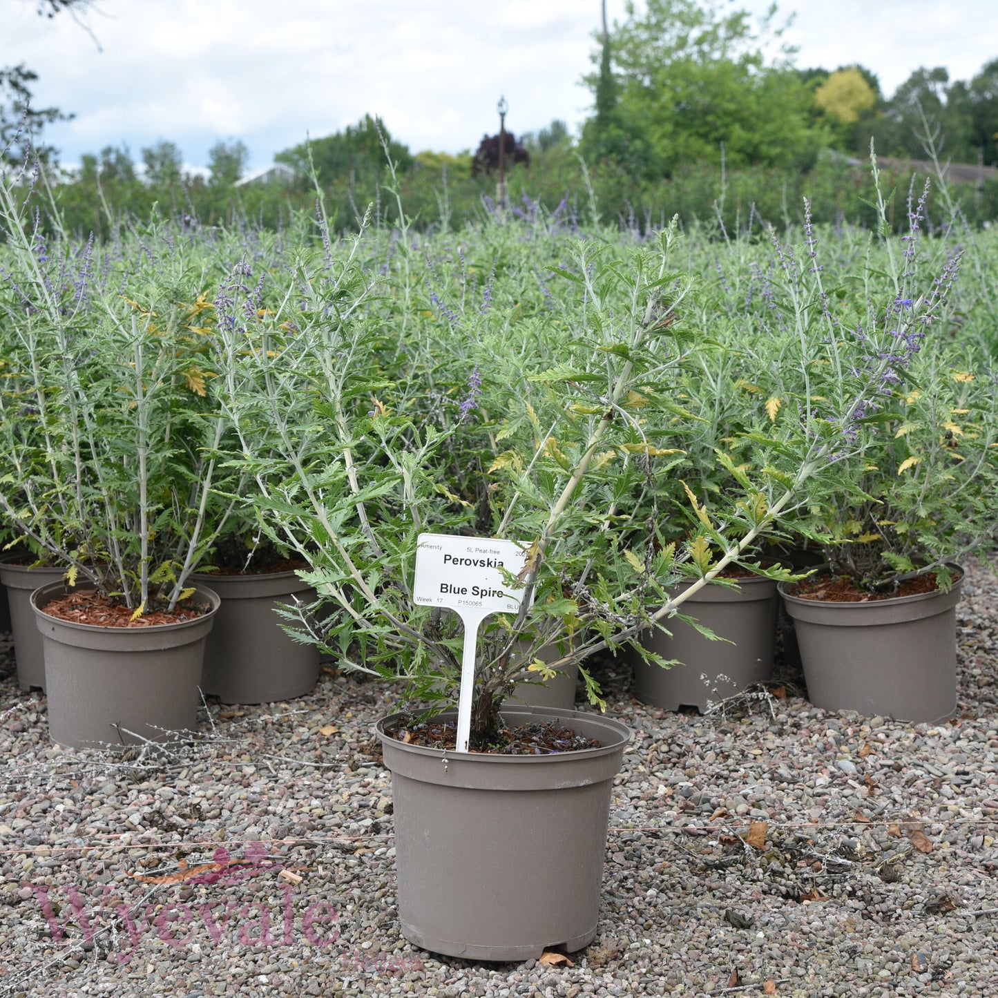 Perovskia (Russian sage) 'Blue Spire'