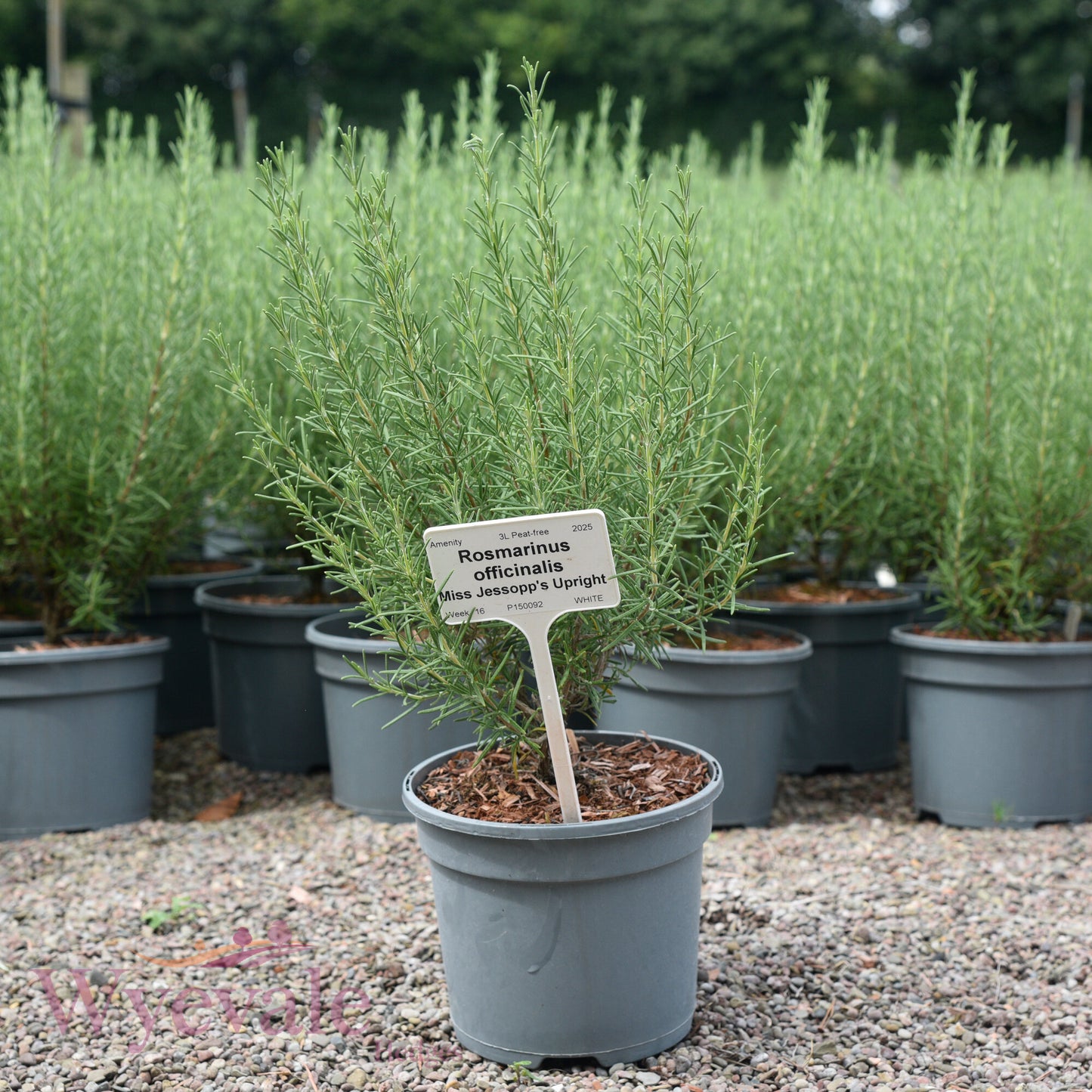 Rosmarinus officinalis (Rosemary) 'Miss Jessopp's Upright'
