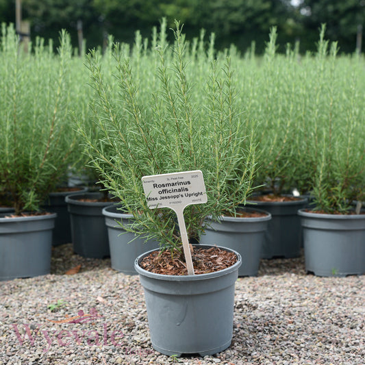 Rosmarinus officinalis (Rosemary) 'Miss Jessopp's Upright'