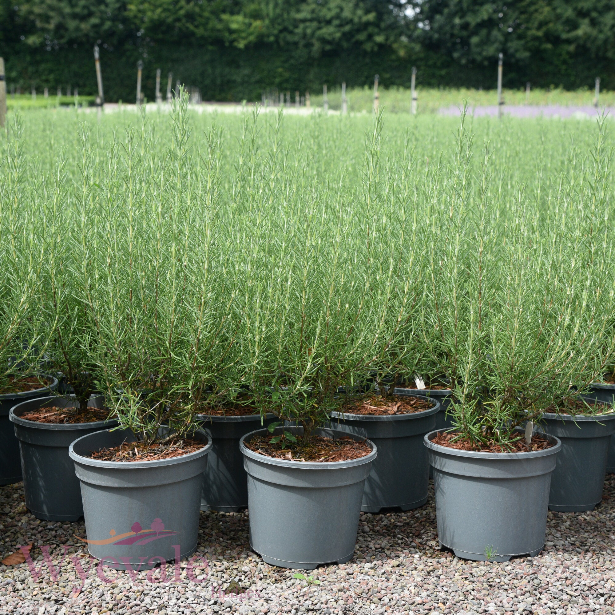 Rosmarinus officinalis (Rosemary) 'Miss Jessopp's Upright'