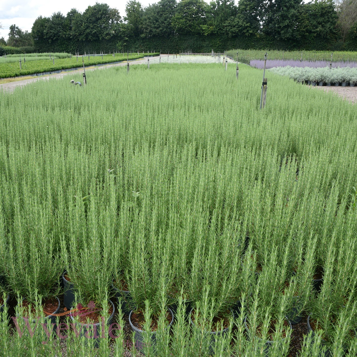 Rosmarinus officinalis (Rosemary) 'Miss Jessopp's Upright'