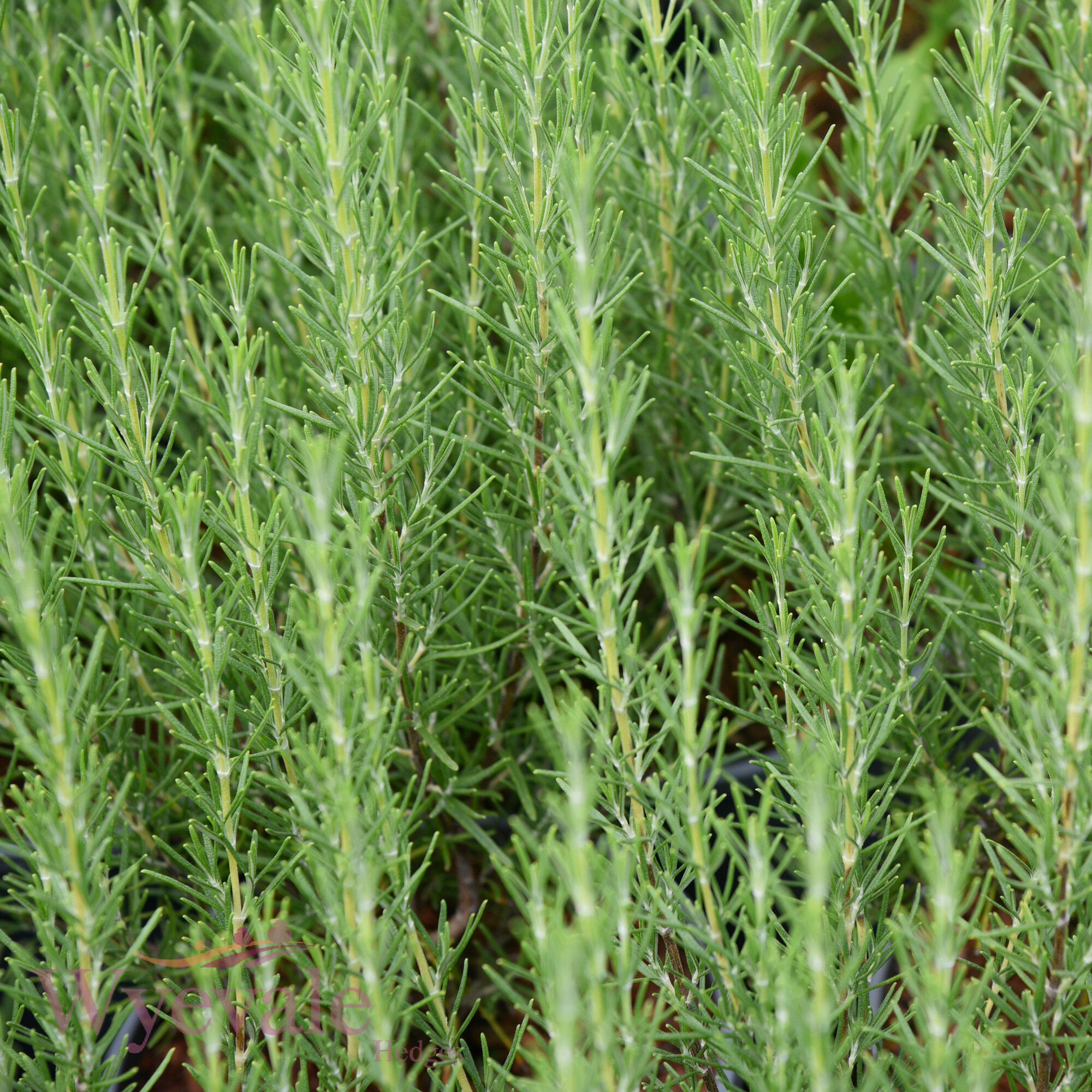 Rosmarinus officinalis (Rosemary) 'Miss Jessopp's Upright'