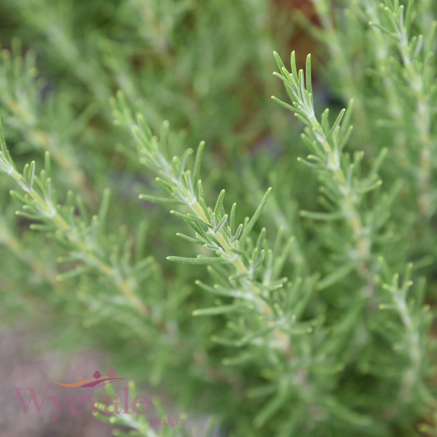Rosmarinus officinalis (Rosemary) 'Miss Jessopp's Upright'