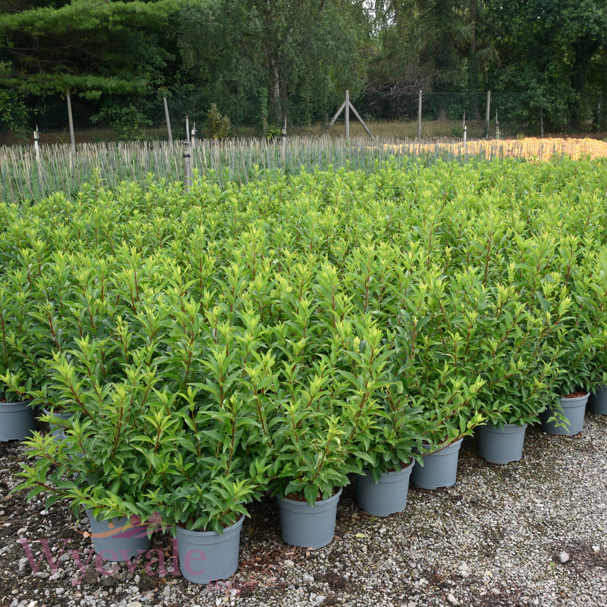 Forsythia x intermedia (Forsythia) 'Week End'
