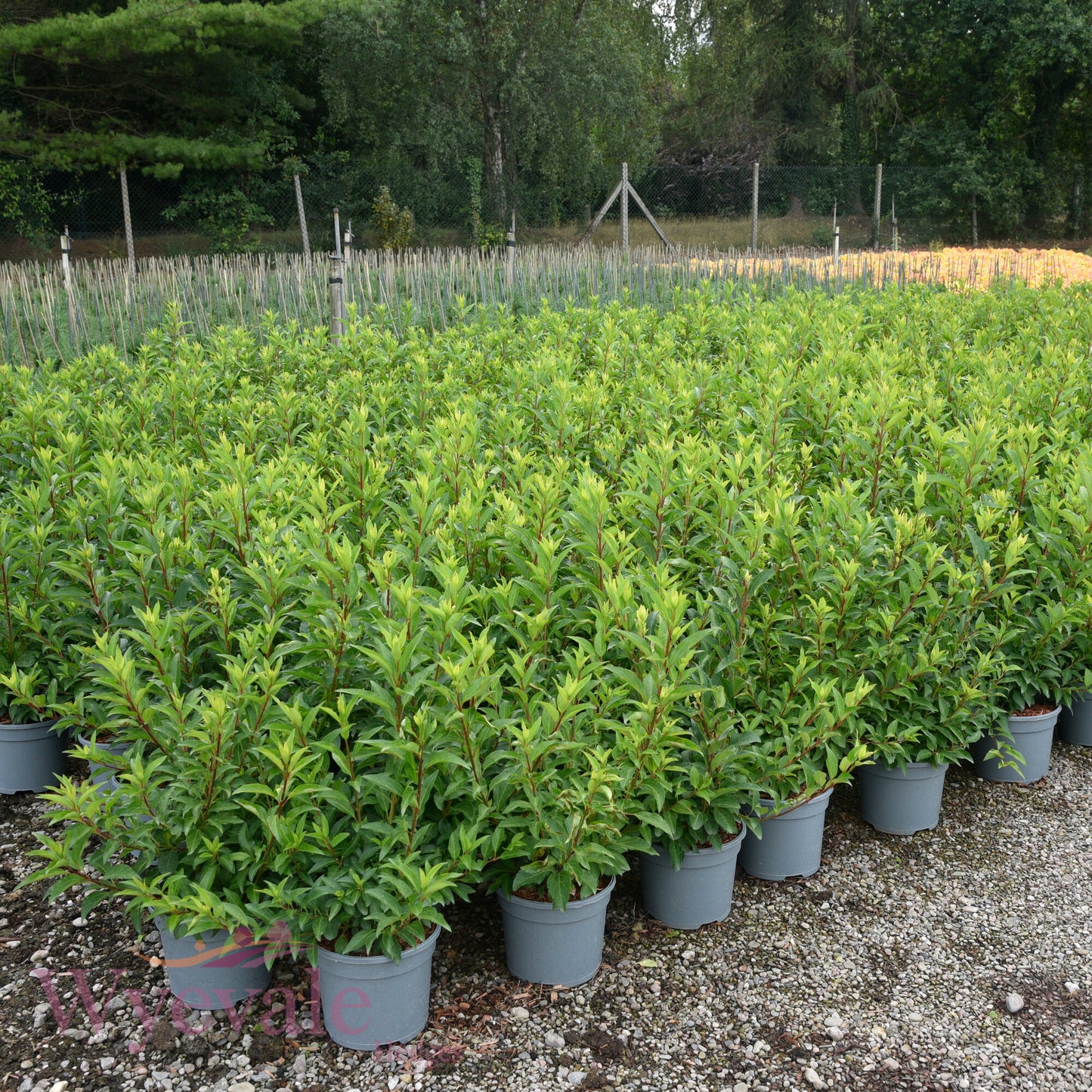 Forsythia x intermedia (Forsythia) 'Week End'