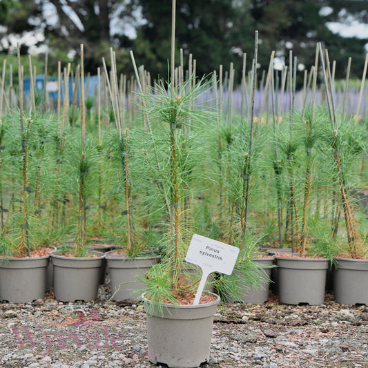 Pinus sylvestris (Scots pine)