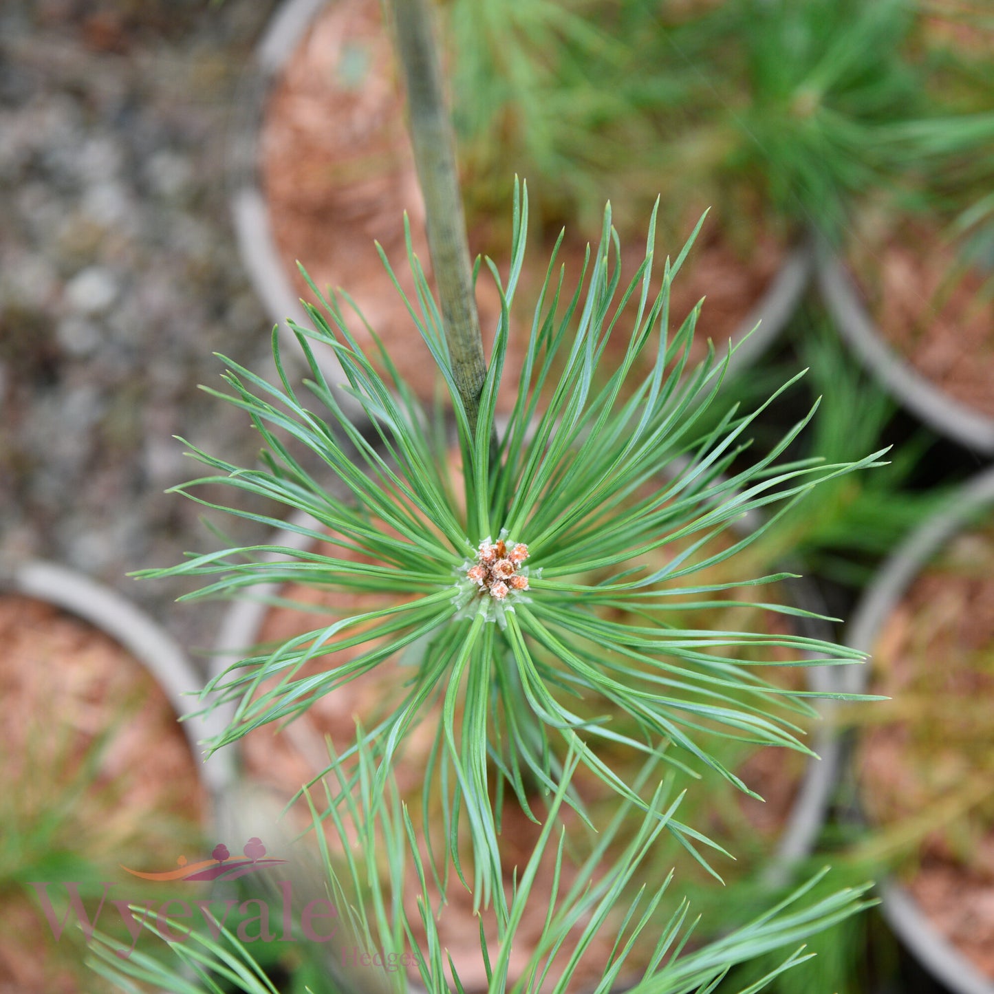 Pinus sylvestris (Scots pine)