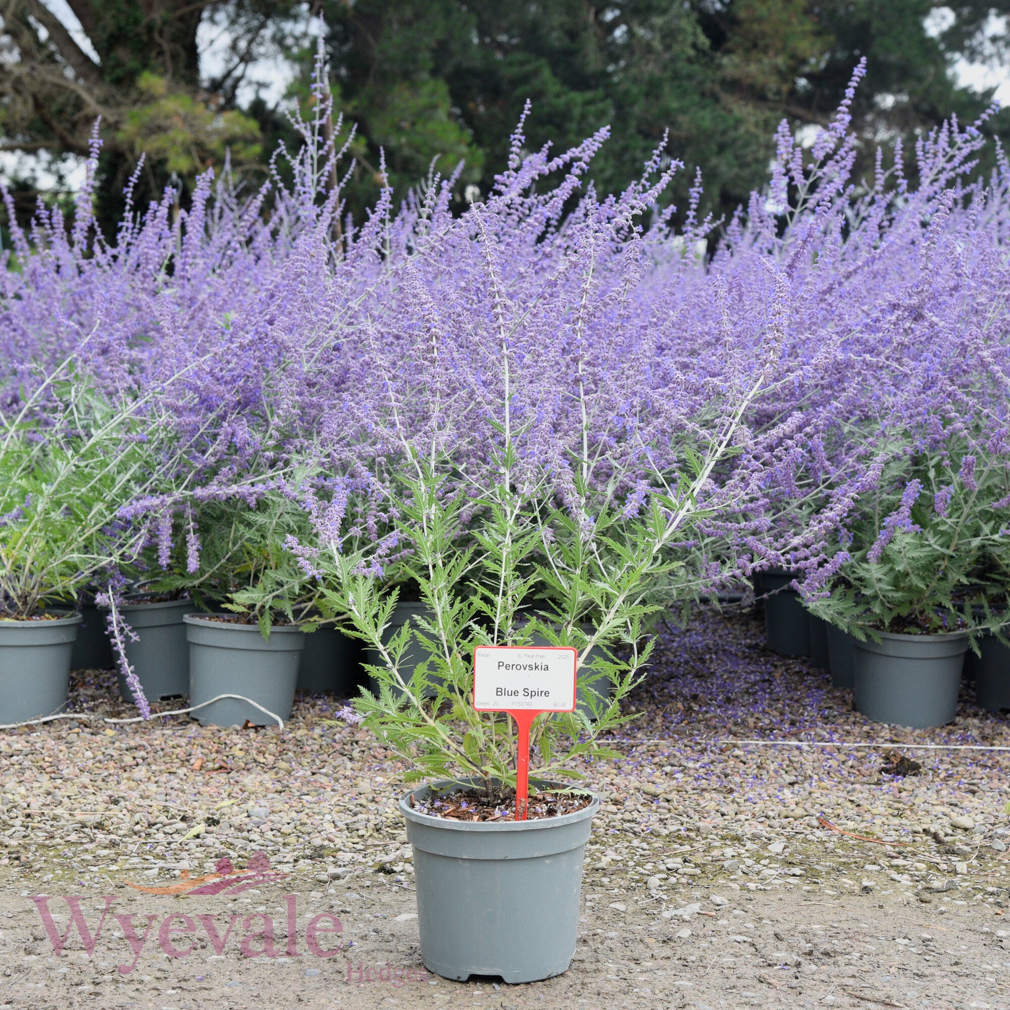 Perovskia (Russian sage) 'Blue Spire'