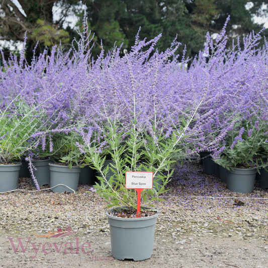 Perovskia (Russian sage) 'Blue Spire'