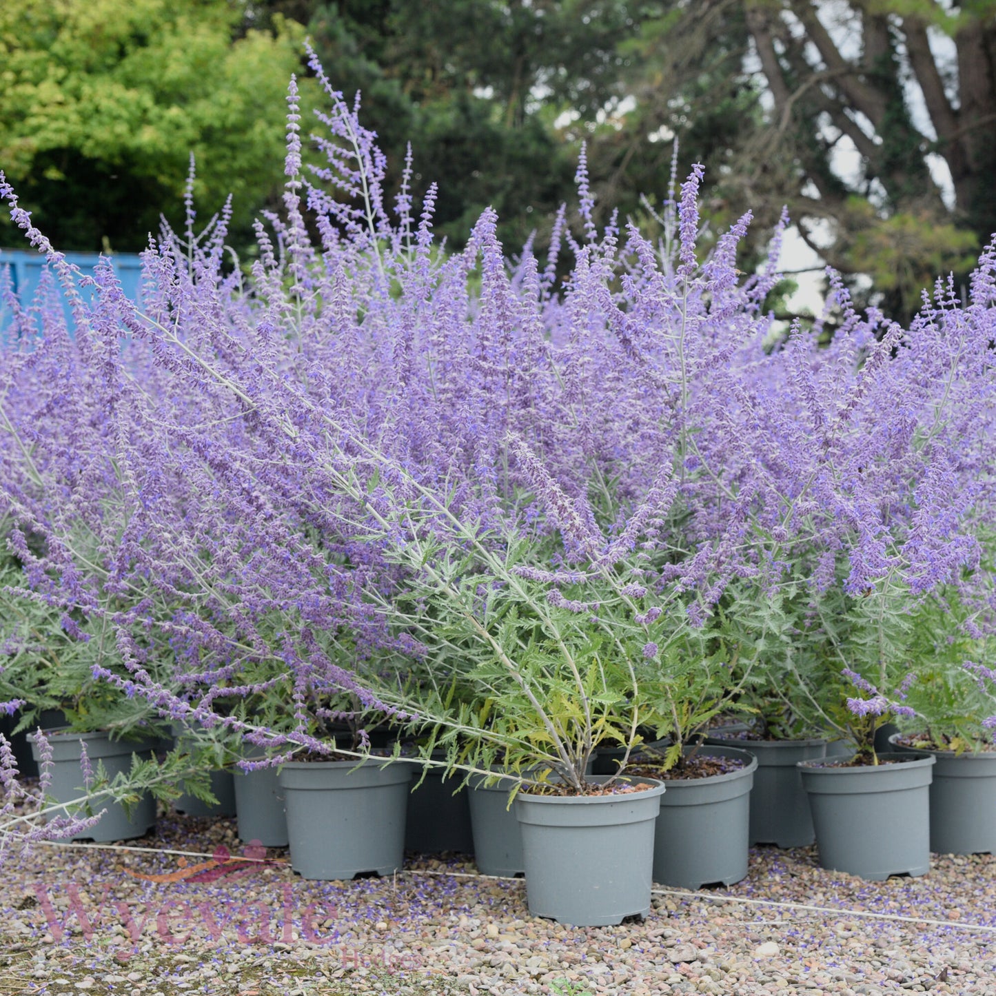 Perovskia (Russian sage) 'Blue Spire'