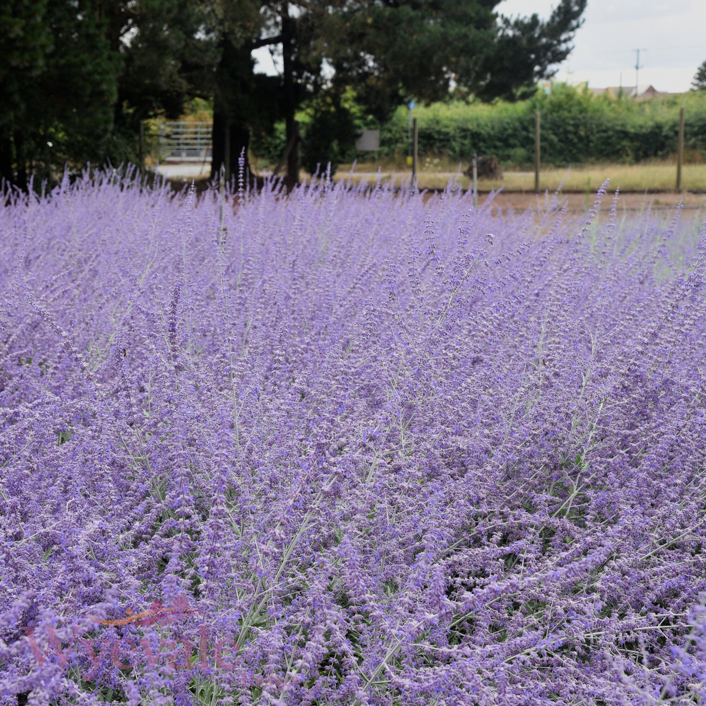 Perovskia (Russian sage) 'Blue Spire'
