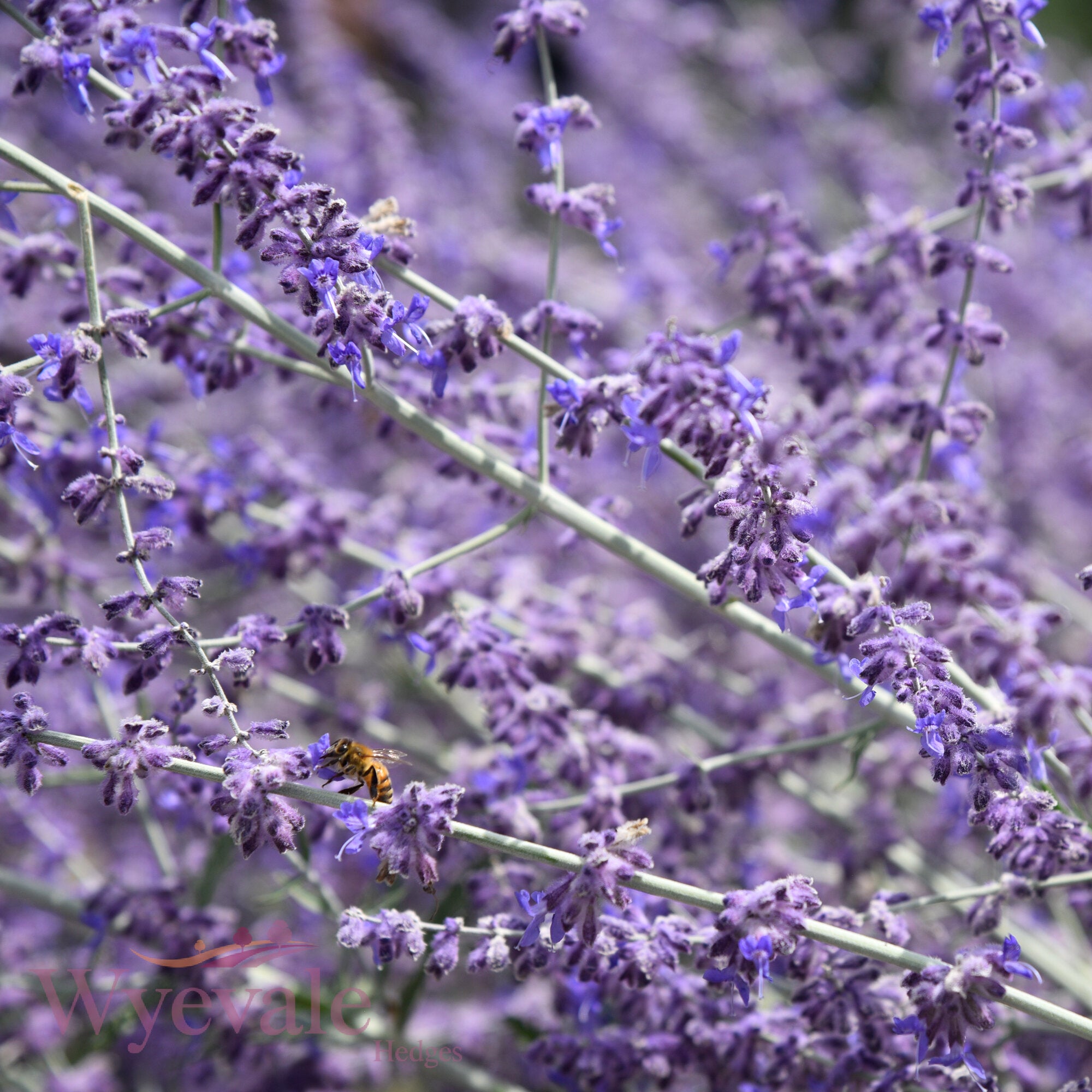 Perovskia (Russian sage) 'Blue Spire'