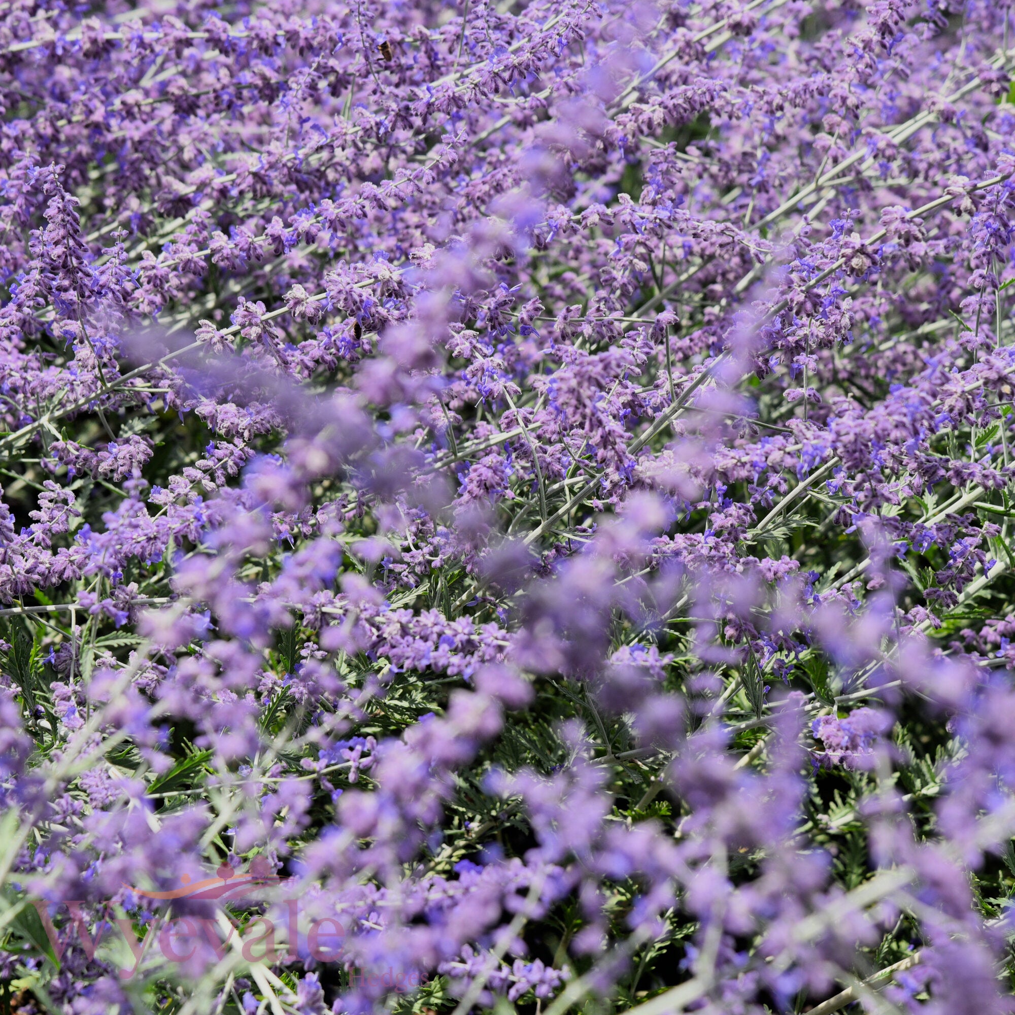 Perovskia (Russian sage) 'Blue Spire'