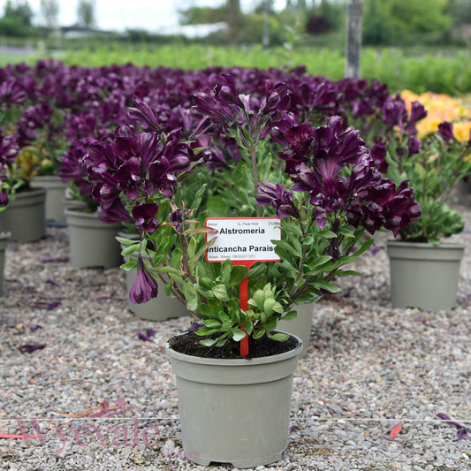 Alstroemeria (Peruvian Lily) 'Inticancha Paraiso'