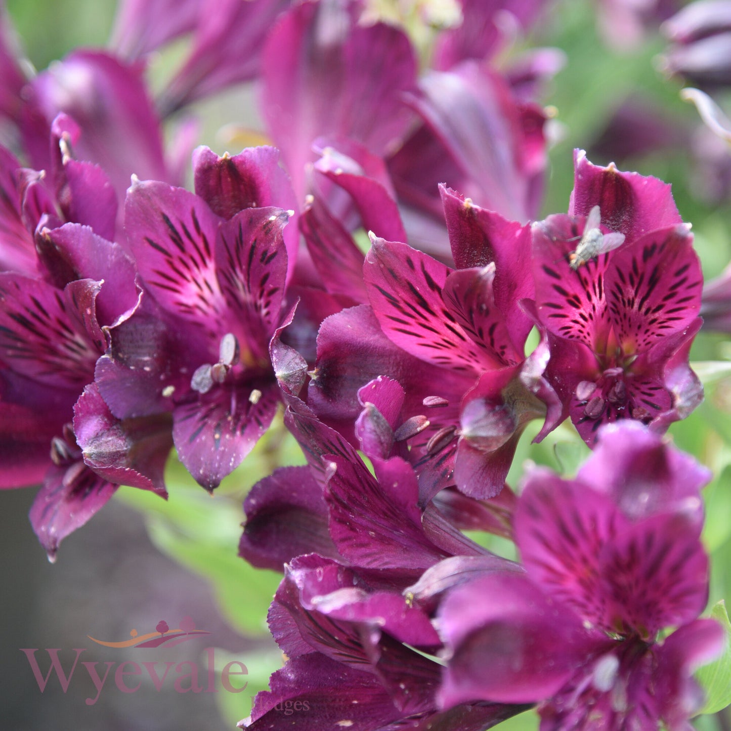 Alstroemeria (Peruvian Lily) 'Inticancha Paraiso'