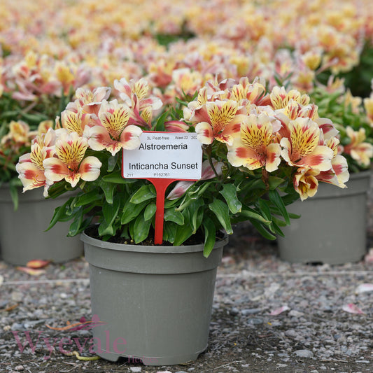Alstroemeria (Peruvian Lily) 'Inticancha Sunset'