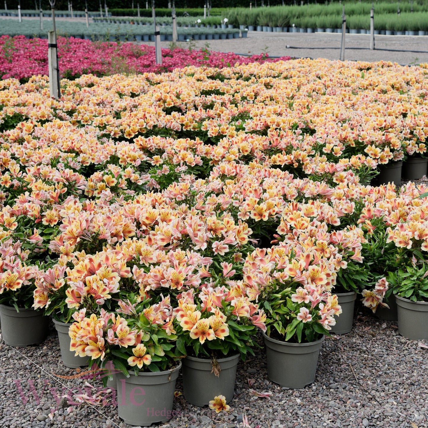 Alstroemeria (Peruvian Lily) 'Inticancha Sunset'